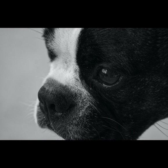 Meet your Posher, Clarice - Picture 12 of 13